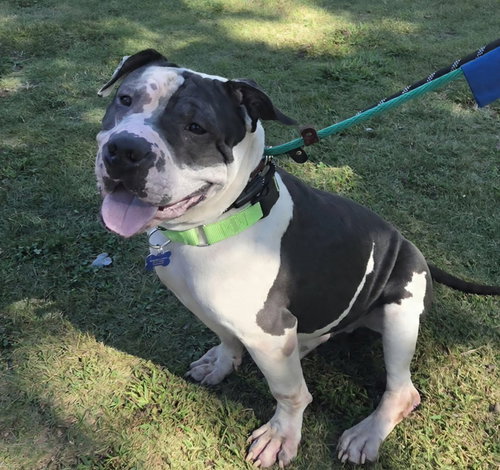 DUDLEY - American Bulldog / American Staffordshire Terrier available for adoption