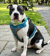 Dudley - Photo 1