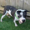 Dudley - Photo 2