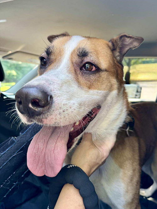 LUCKY JACKSON - Hound / Boxer available for adoption