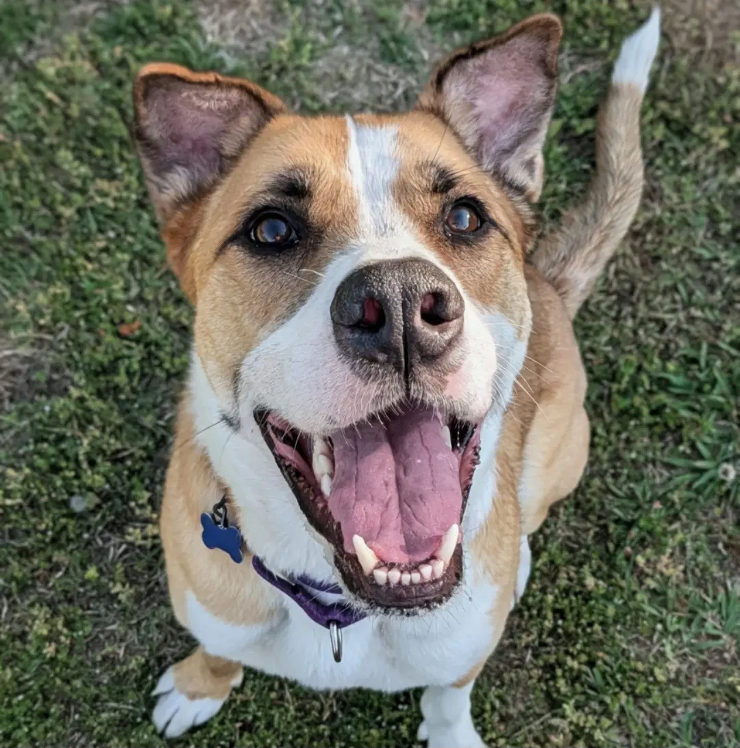 Lucky Jackson - Hound