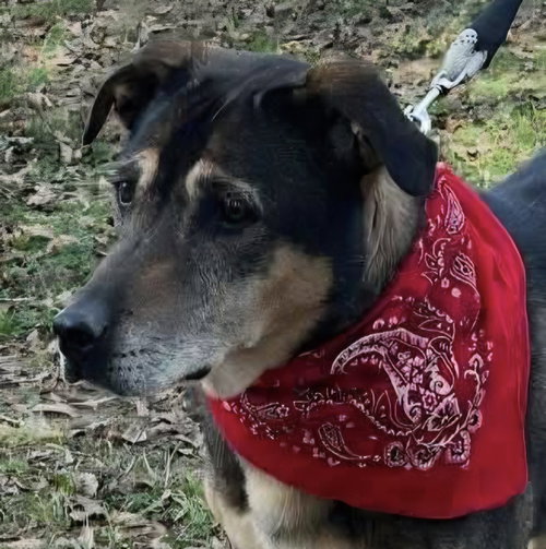 SABAN SR - Shepherd available for adoption