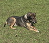 Saban Sr - Photo 3