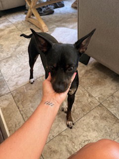 JT - Chihuahua / Black Mouth Cur available for adoption
