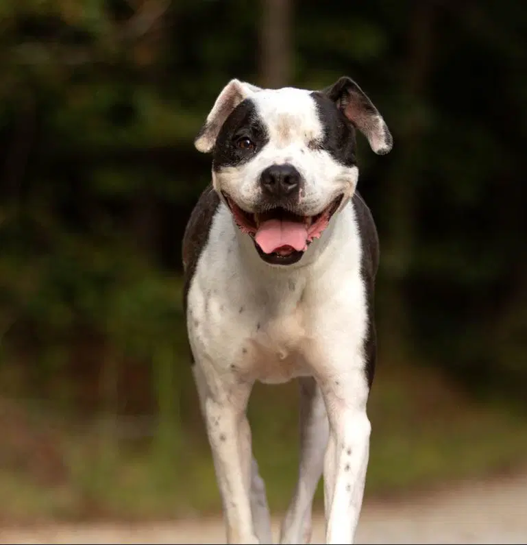 Ellie Beth - American Bulldog