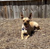 Zsa Zsa - Photo 3