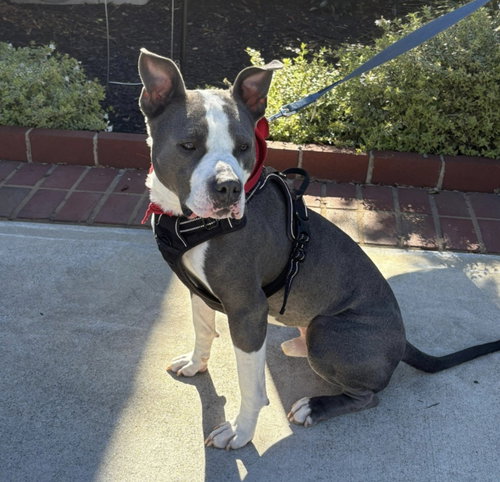 RUPERT - Pit Bull Terrier available for adoption