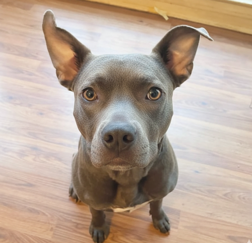 BOOMER - Pit Bull Terrier available for adoption