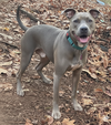 Boomer - Photo 2