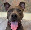 Boomer - Photo 1