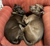 Boomer - Photo 2