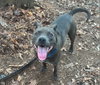 Boomer - Photo 3