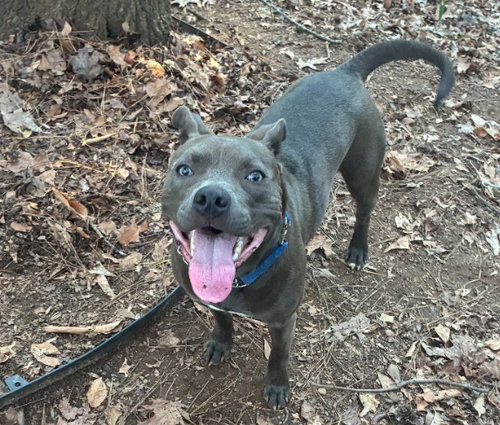 Photo 3 of Boomer