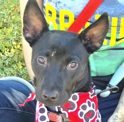SERRANO - German Shepherd Dog / Black Labrador Retriever available for adoption