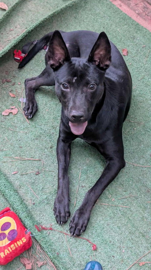 SERRANO - German Shepherd Dog / Black Labrador Retriever available for adoption