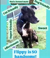 Flippy - Photo 1