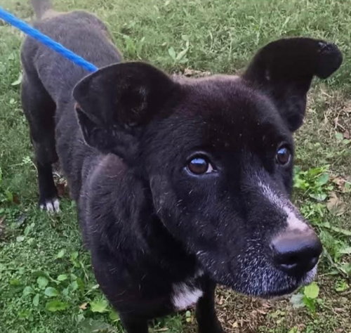 FLIPPY - Black Labrador Retriever available for adoption