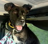 Flippy - Photo 3
