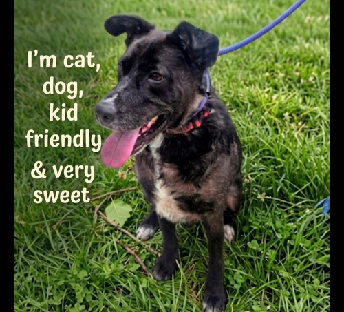 Flippy, an adoptable Black Labrador Retriever in Roswell, GA