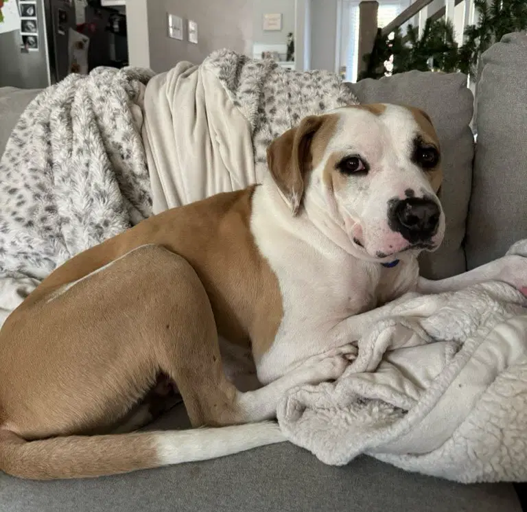 Maxim Walton - American Staffordshire Terrier