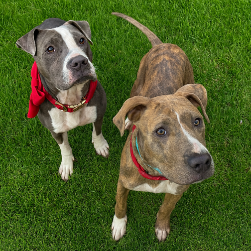 KORRA - Pit Bull Terrier available for adoption