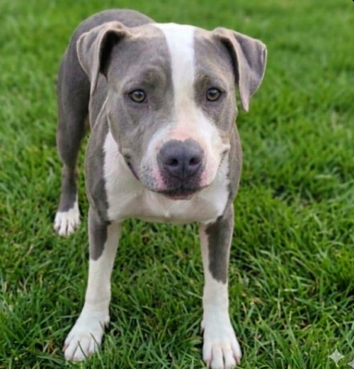 KORRA - Pit Bull Terrier available for adoption