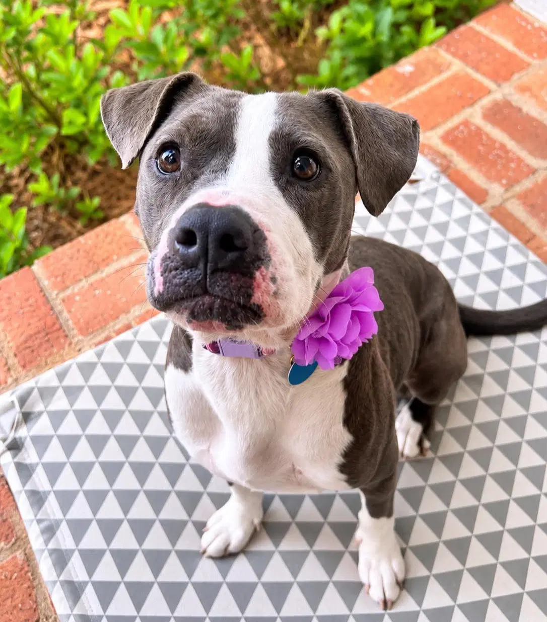 Korra - Pit Bull Terrier