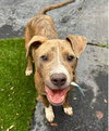 Lazlo - Photo 1