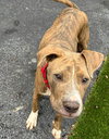 Lazlo - Photo 2