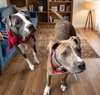 Lazlo - Photo 3