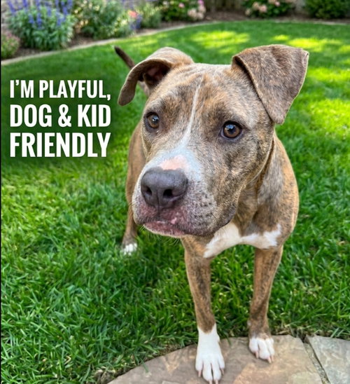 Lazlo, an adoptable Pit Bull Terrier in Roswell, GA