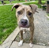 Lazlo - Photo 3