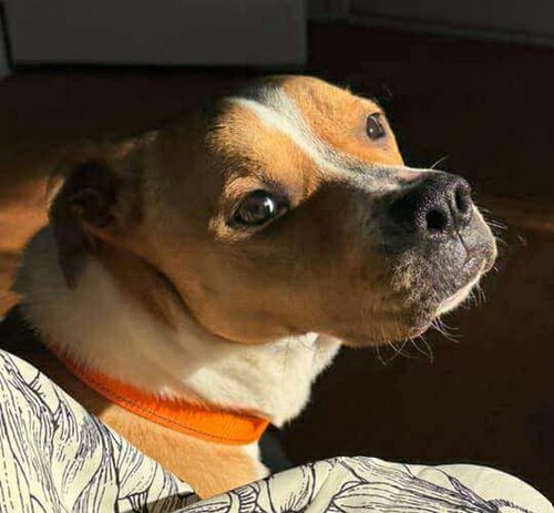 BUFFY - Boxer available for adoption