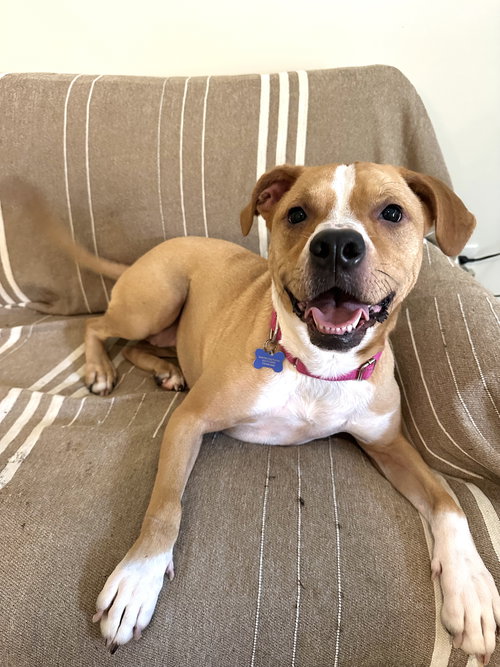 BUFFY - Boxer available for adoption
