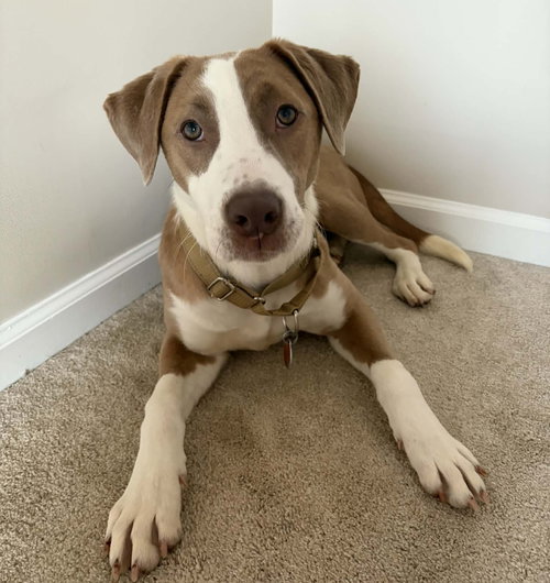 BISHOP - Hound / American Bulldog available for adoption