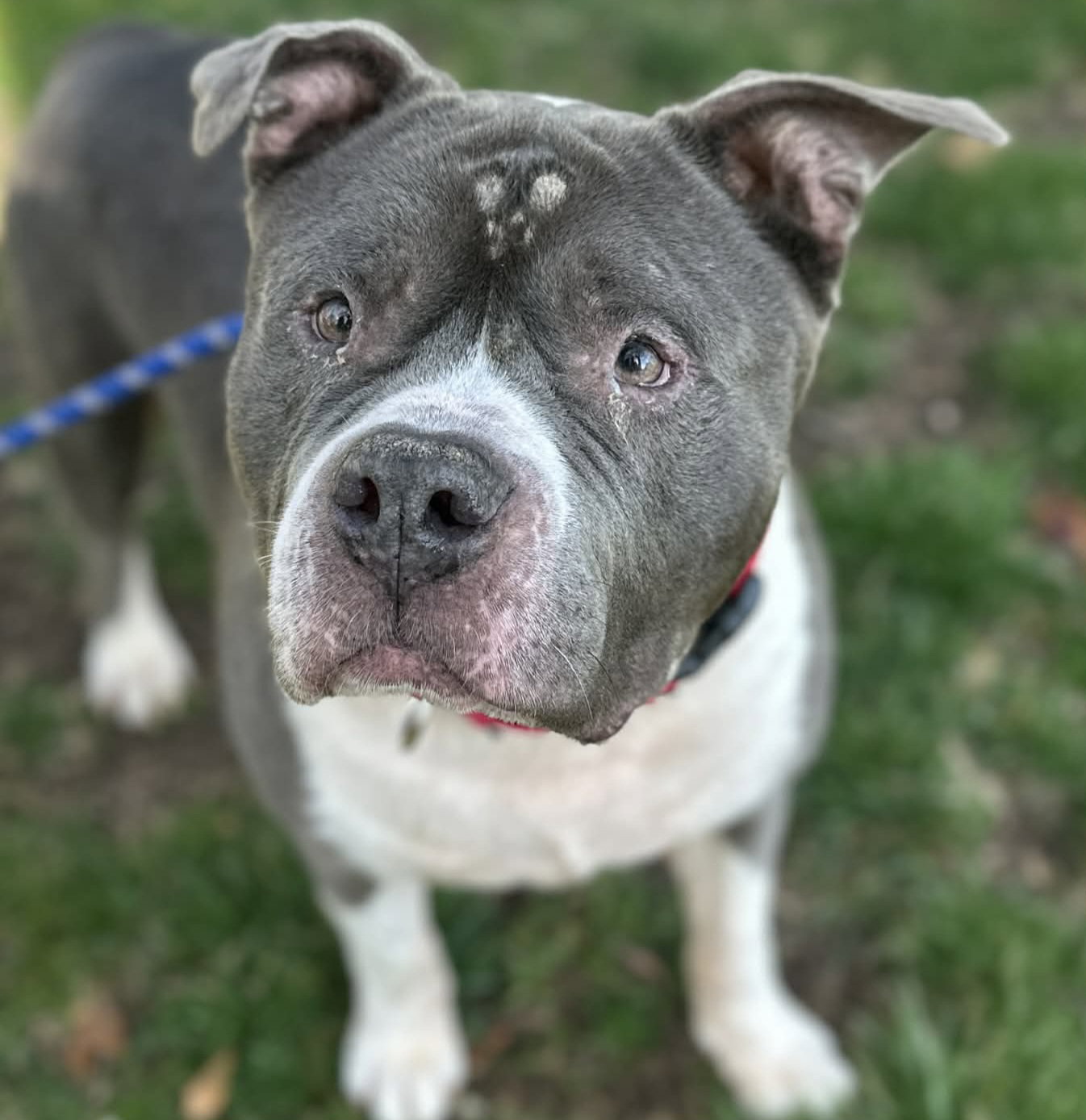 Pit Bull