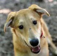Bud - Collie