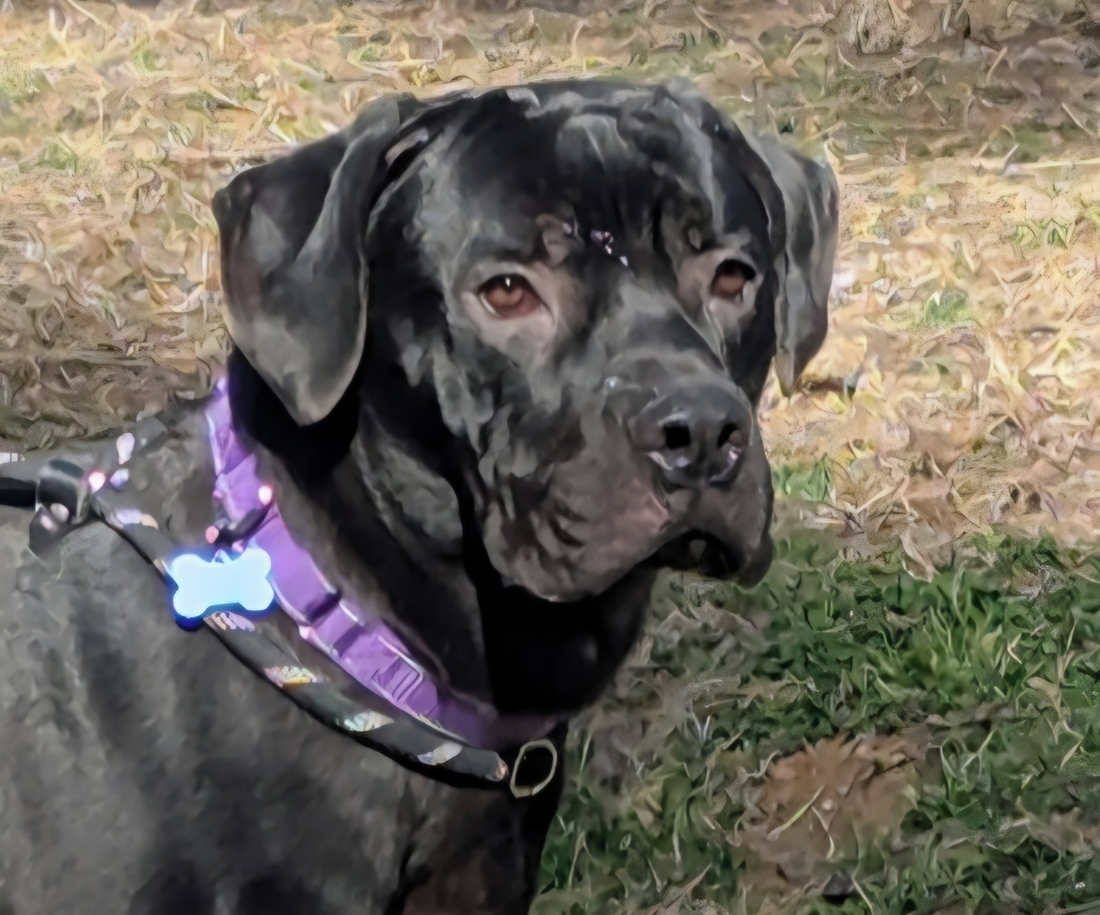 Mastiff