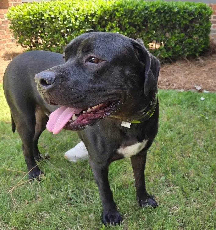 Baloo - Mastiff