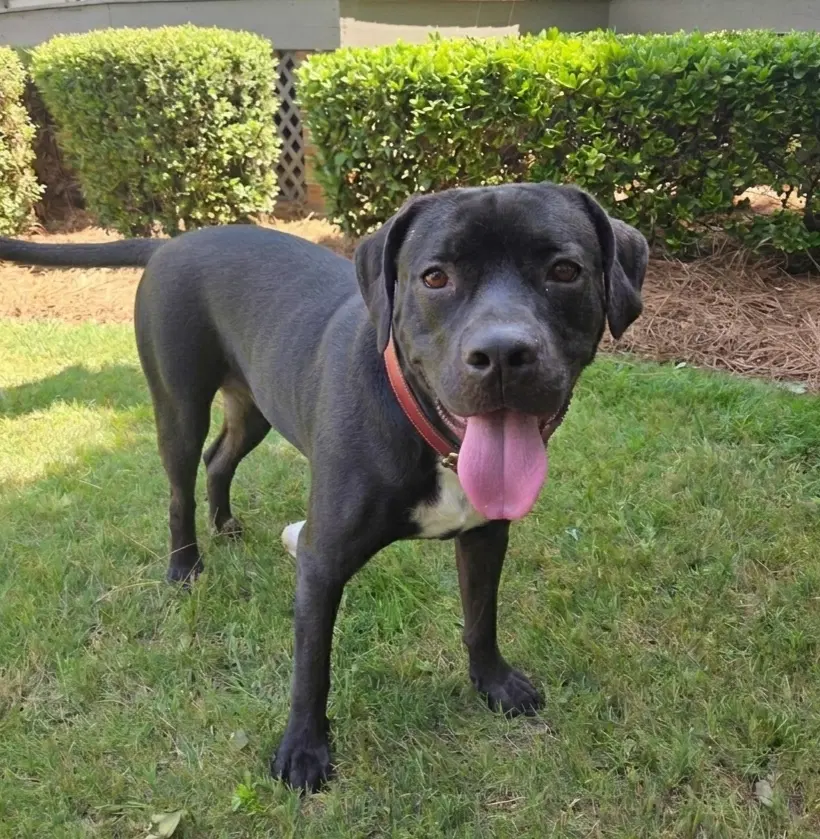 Baloo image 2