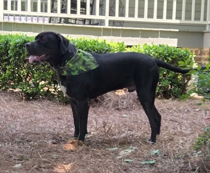 Baloo image 3