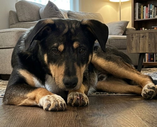 SKEETER BARTOW - Hound available for adoption