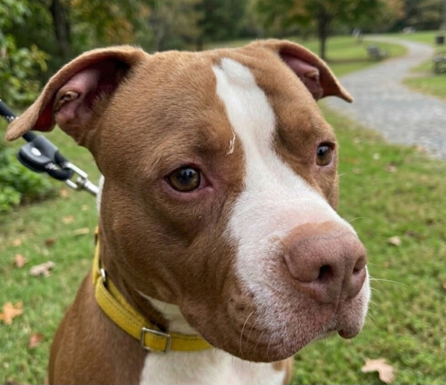 Pit Bull