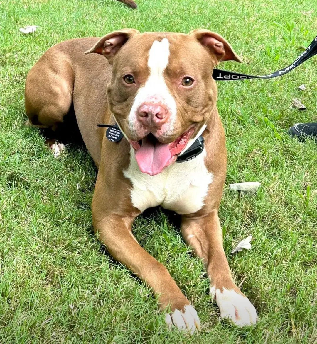 Biloxi - American Staffordshire Terrier