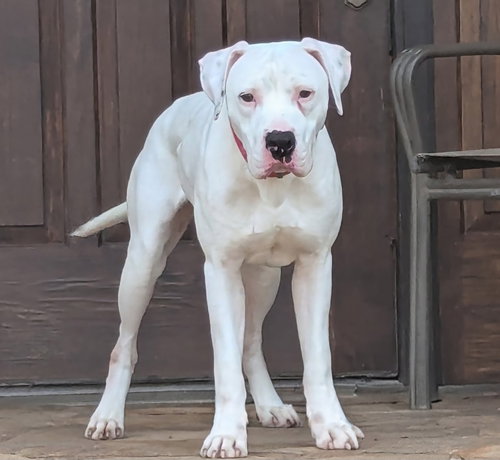 LUKE FLOYD - American Bulldog available for adoption