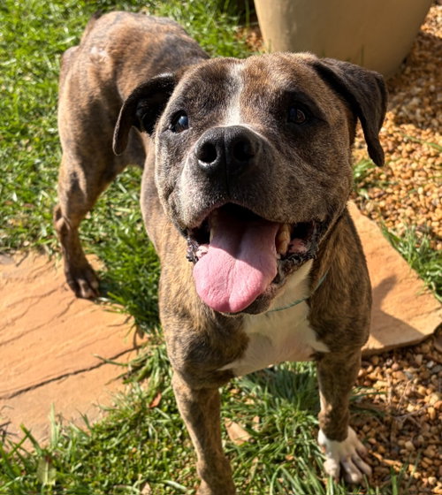 Miller, an adoptable Pit Bull Terrier in Roswell, GA