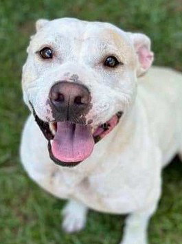 Harold, an adoptable American Bulldog in Roswell, GA