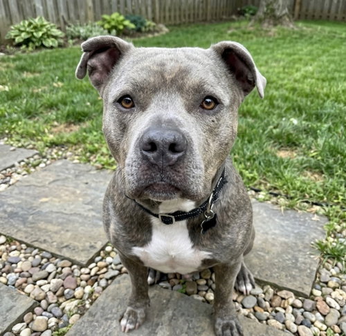 Sandor, an adoptable Pit Bull Terrier in Roswell, GA