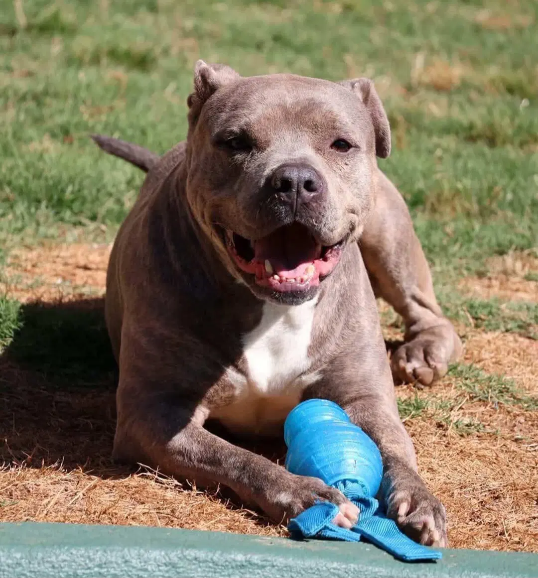 Sandor - Pit Bull Terrier