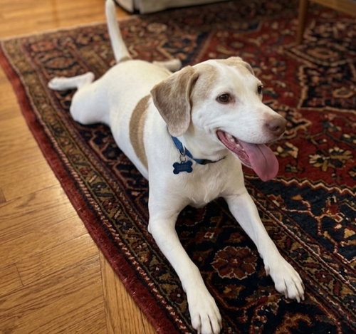 Copper Brown, an adoptable Beagle in Roswell, GA
